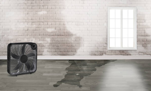Best Water damage contractors near me  in Huntley, IL